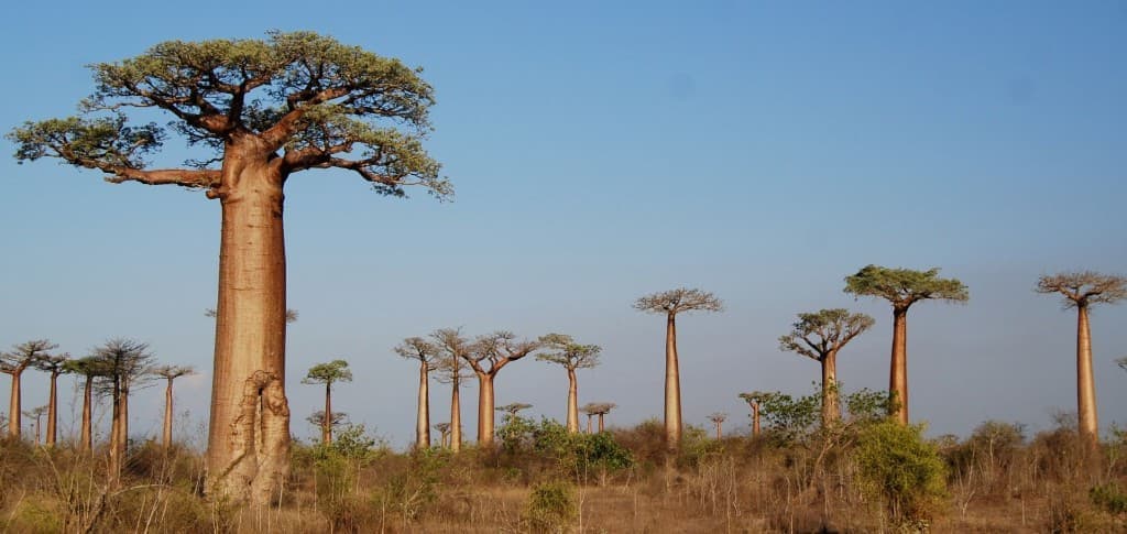 Project Baobab